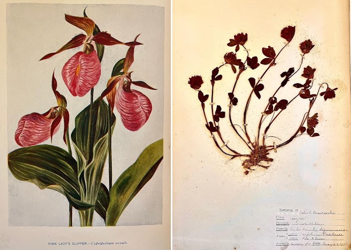 Herbariums: A Growing Interest - Cape Ann Museum: An American Art