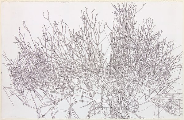 Untitled (Grasses)
