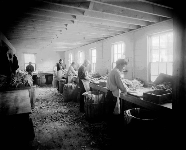 Skinning fish at Sylvanus Smith Co. near head of the harbor, c. 1910.