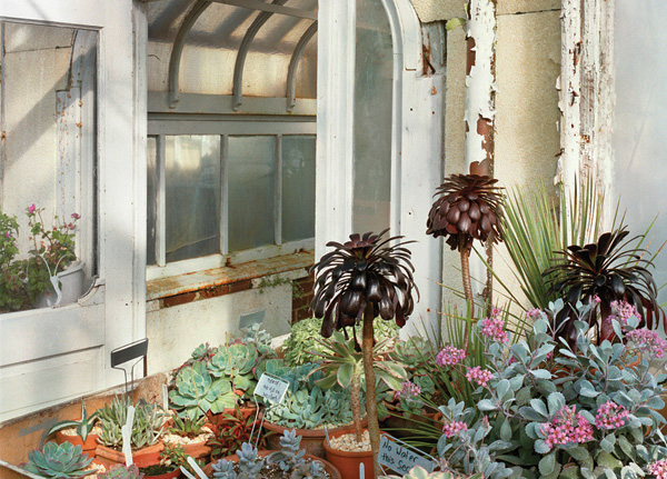 Esther Pullman, Private Estate Greenhouse—Succulents, Wellesley, MA, 2003. Archival inkjet print produced from a scanned film negative, printed on Canson Baryta Photographique paper.