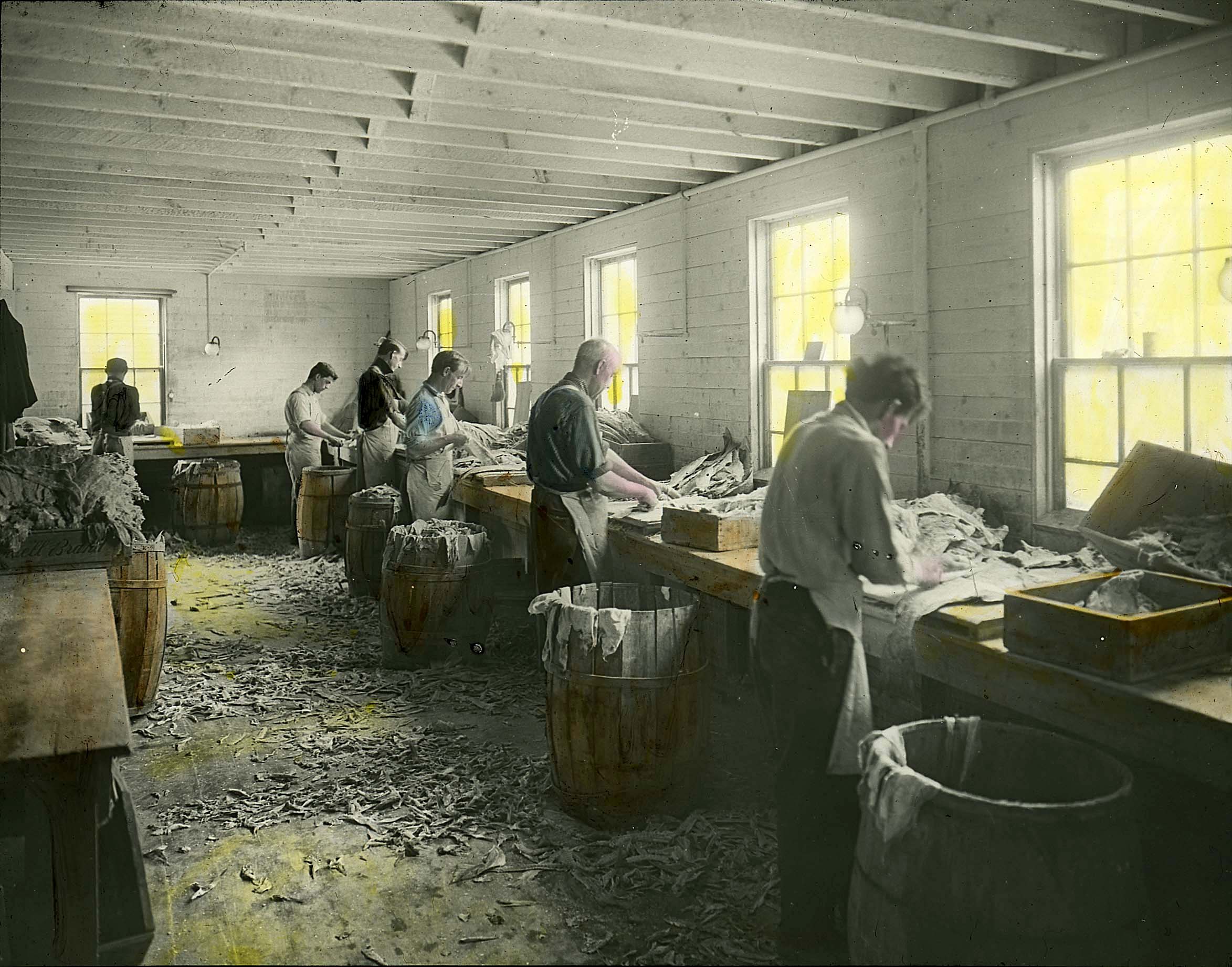 Fish skinning at Sylvanus Smith & Co., Gloucester, MA. Herman W. Spooner hand-tinted lantern slide, c. 1900. Collection of the Cape Ann Museum Library & Archives, Gloucester, MA.